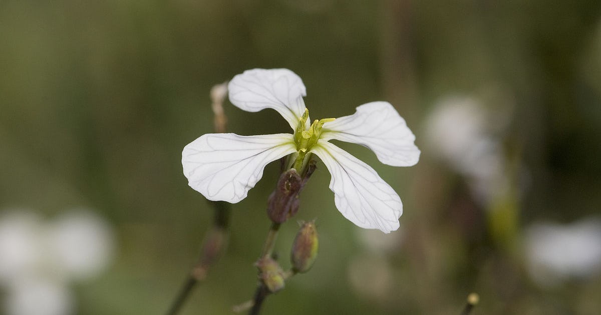 Skånes växtlighet förändras snabbt i ett varmare klimat – Natursidan