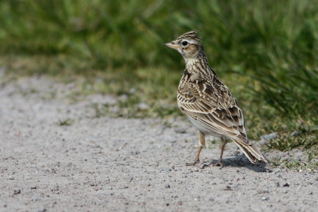 Song lark