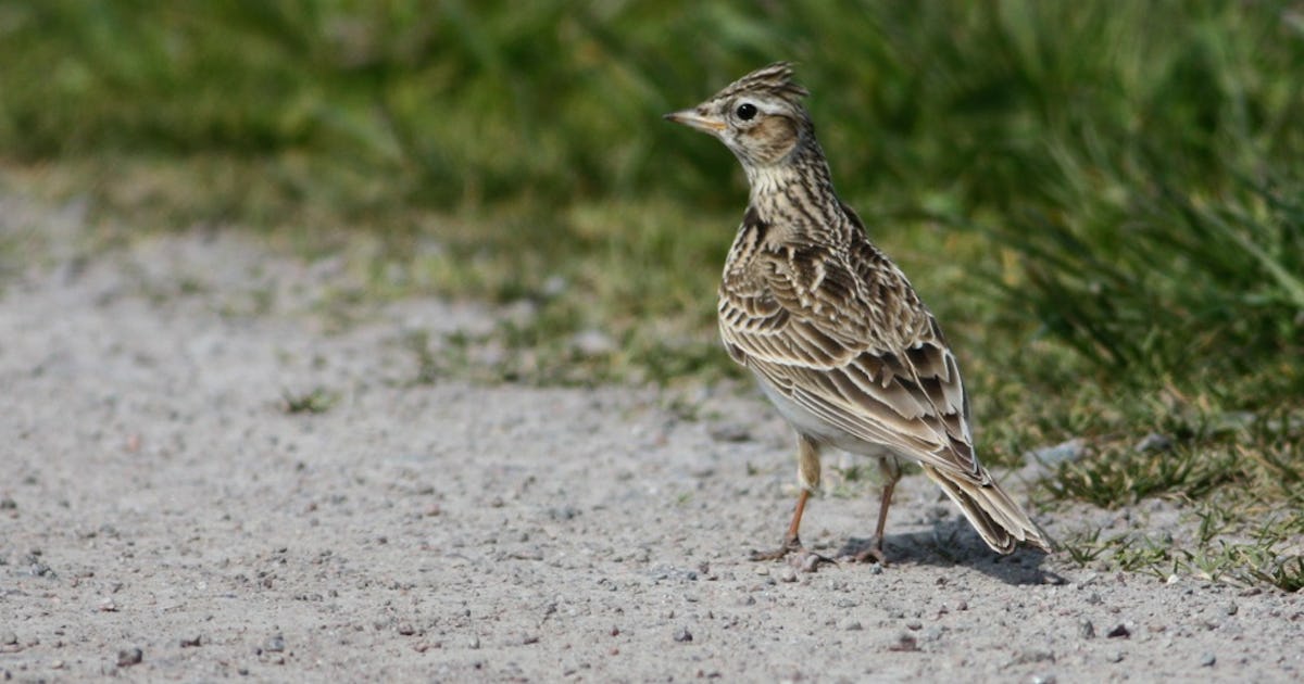 Biodiversity with the new agricultural policy after Brexit – Natursidan – Biodiversity with the new agricultural policy after Brexit – Natursidan –