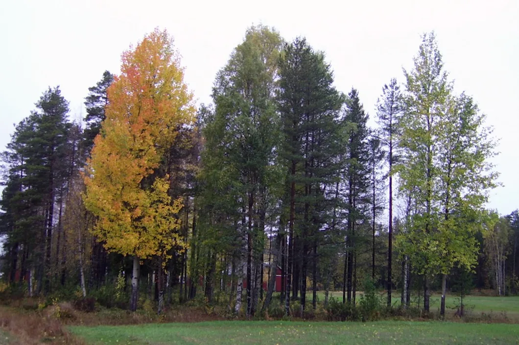 Aspträd anpassar sig snabbt till klimatförändringar – Natursidan