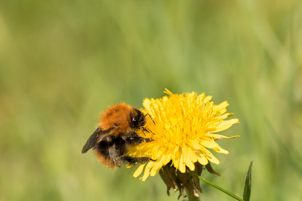 Klarar sig humlor bättre i städer än i jordbrukslandskap? – Natursidan
