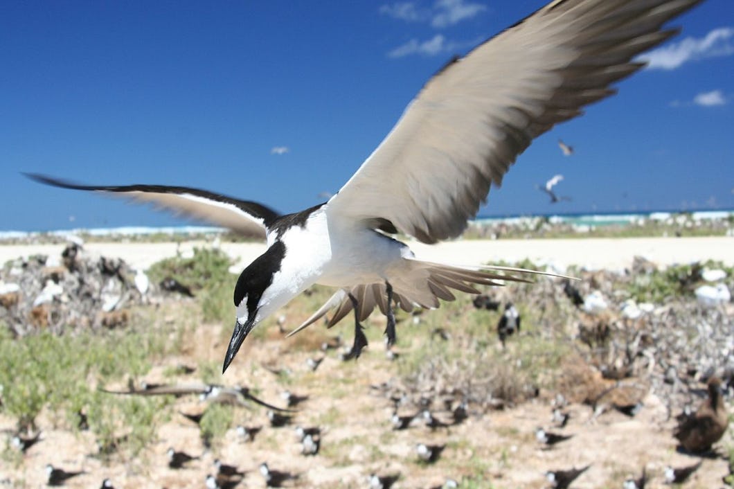 En sottätna flyger över en grupp fåglar på stranden.