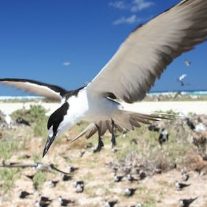 En sottätna flyger över en grupp fåglar på stranden.