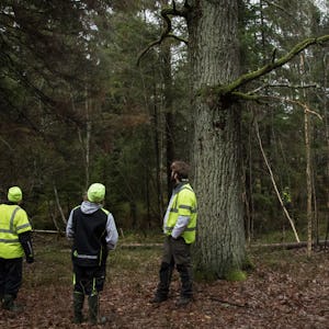 Personer som jobbar med naturvårdsinsatser i en skog nära Tyresta nationalpark.