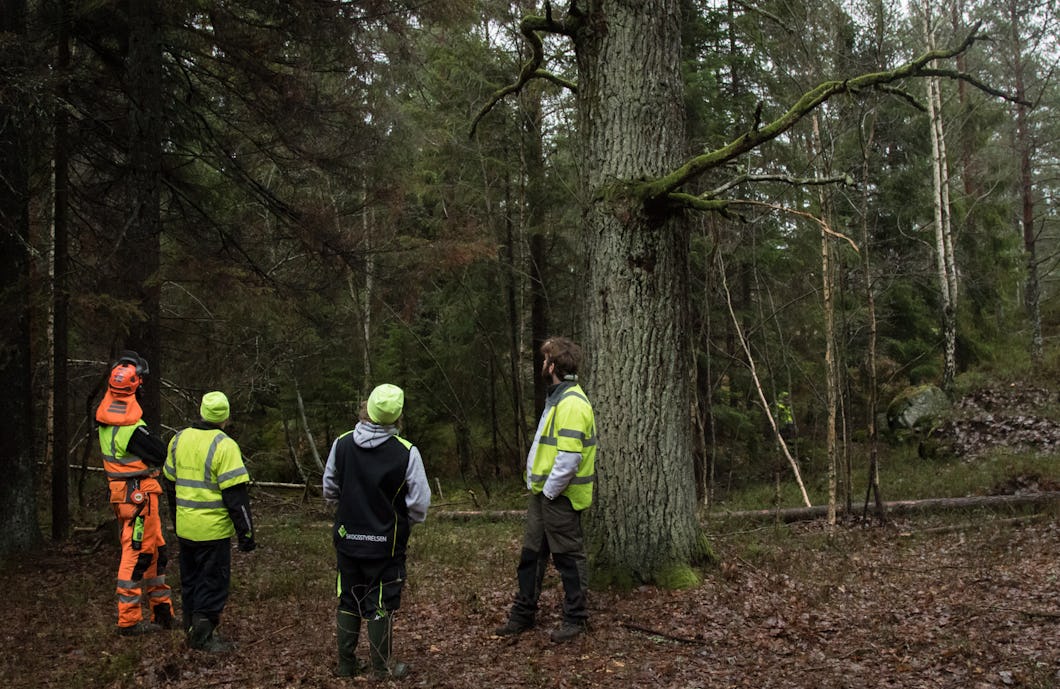 Personer som jobbar med naturvårdsinsatser i en skog nära Tyresta nationalpark.
