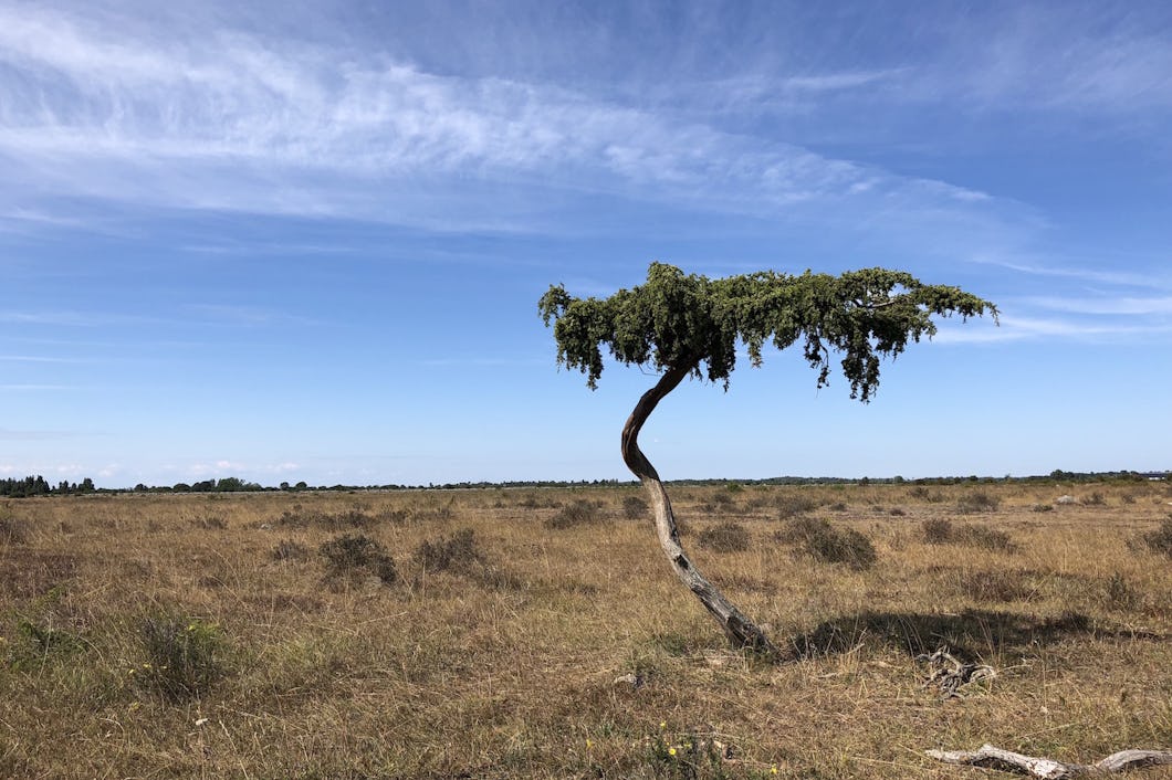 Ett ensamt, krökt träd står i en bred, torr gräsmark under en klarblå himmel.