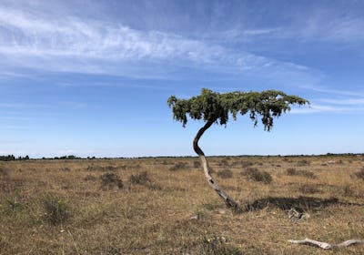 Ett ensamt, krökt träd står i en bred, torr gräsmark under en klarblå himmel.