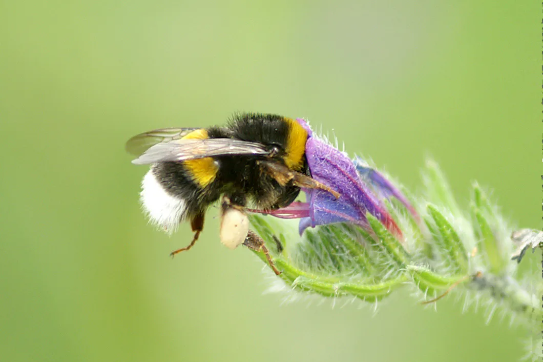 Guide till Sveriges vanligaste humlor – Natursidan