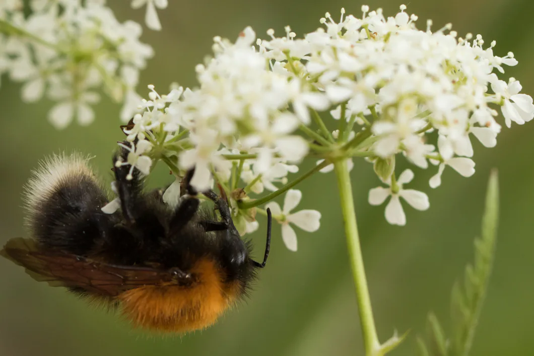 Guide till Sveriges vanligaste humlor – Natursidan
