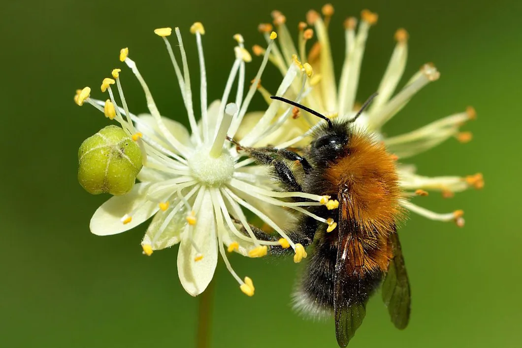 Dags att rapportera vårens första humla igen – Natursidan