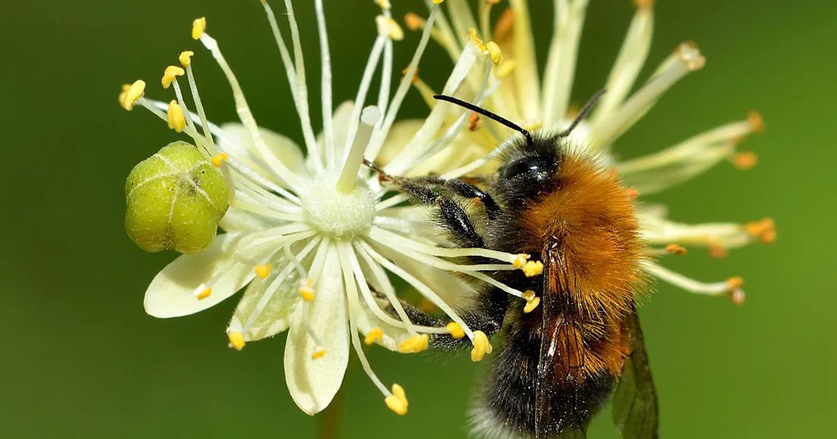 Guide till Sveriges vanligaste humlor – Natursidan