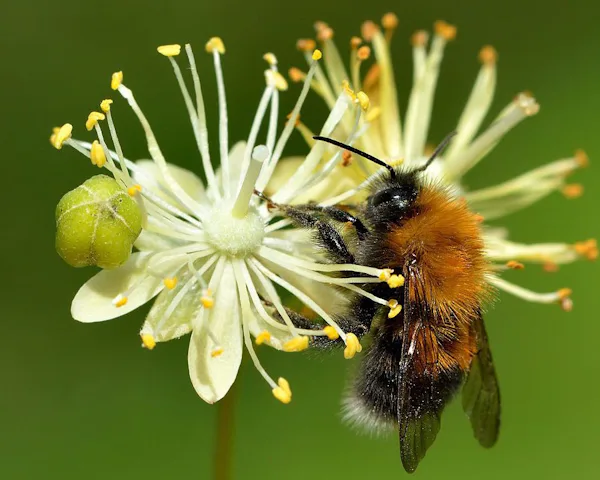 Klimatförändringarna gör humlor i osynk med vårblommor – Natursidan