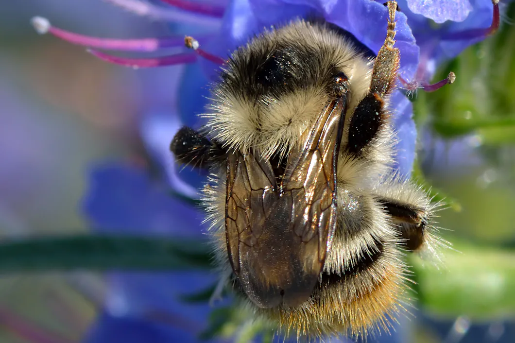 Guide till Sveriges vanligaste humlor – Natursidan