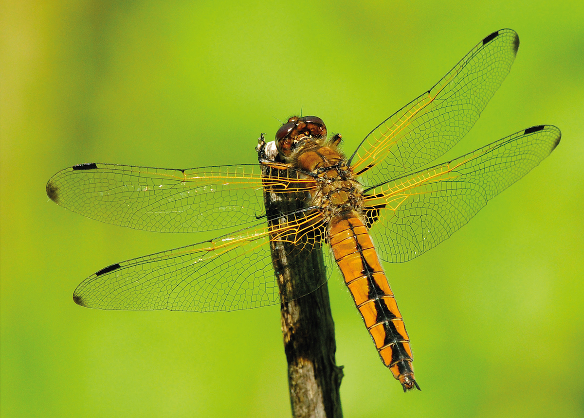 Nordens trollsländor