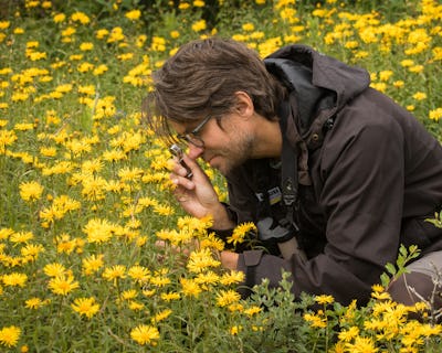 Man fotograferar gula blommor på ett fält medan han knäböjer.