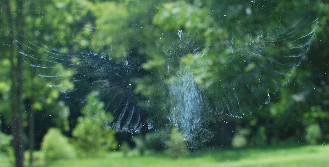 fågel kollision fönsterruta krock
