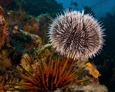 sjöborre koraller