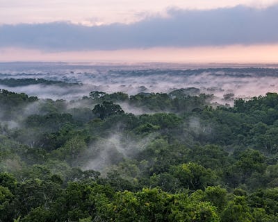 regnskog Guatemala