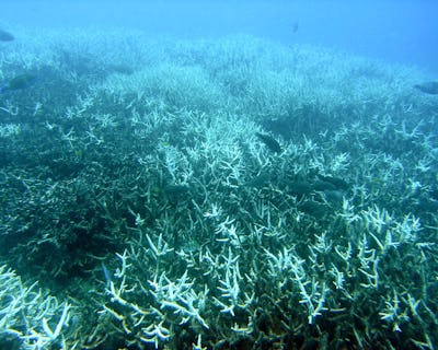 korallblekning