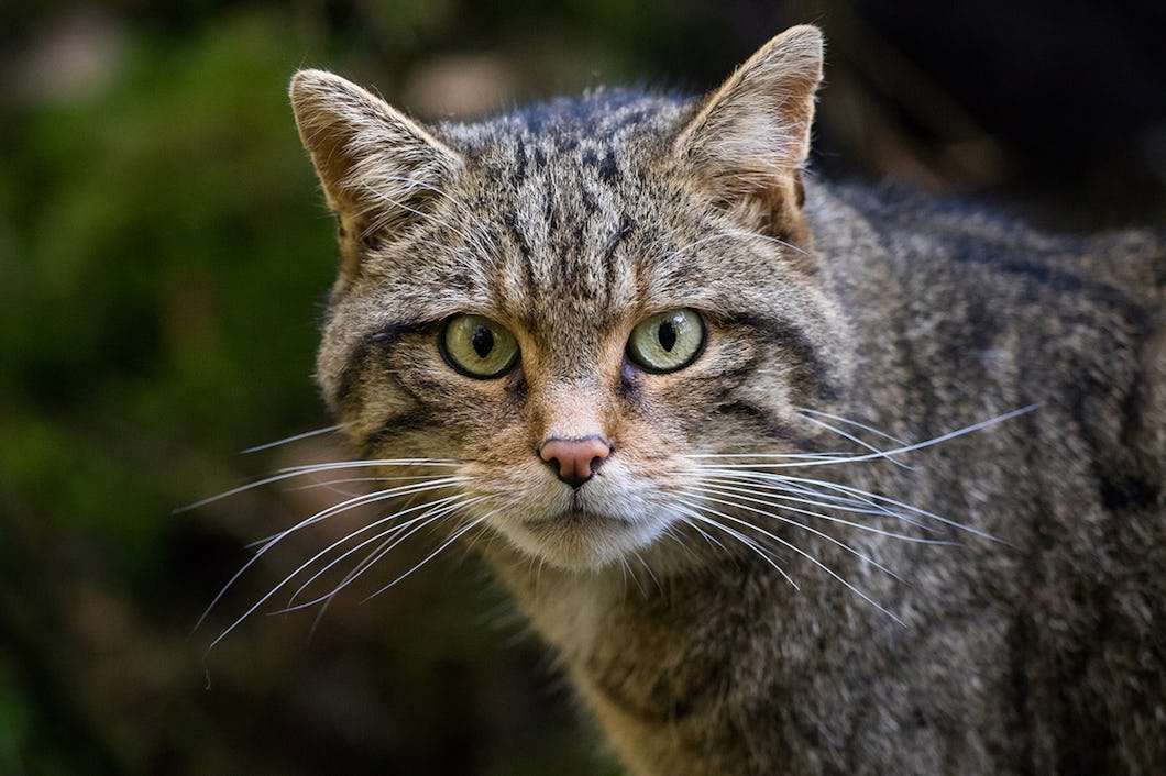 Skotsk vildkatt på Nordens Ark