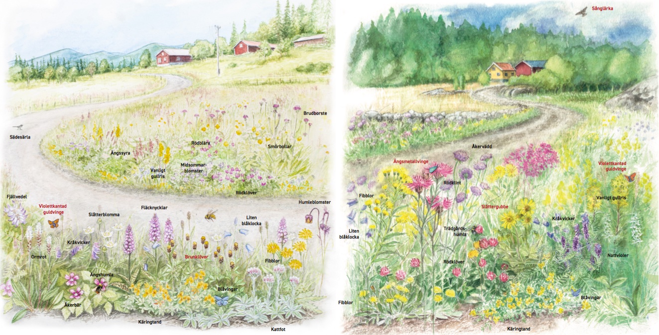 Illustrationer av Frida Nettelbladt i foldrarna "Blomrika vägkanter".