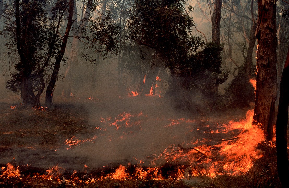 Skogsbrand i Australien