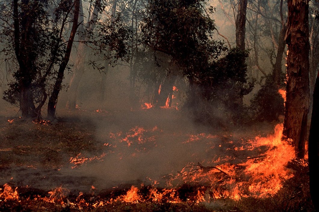 Skogsbrand i Australien