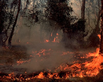 Skogsbrand i Australien