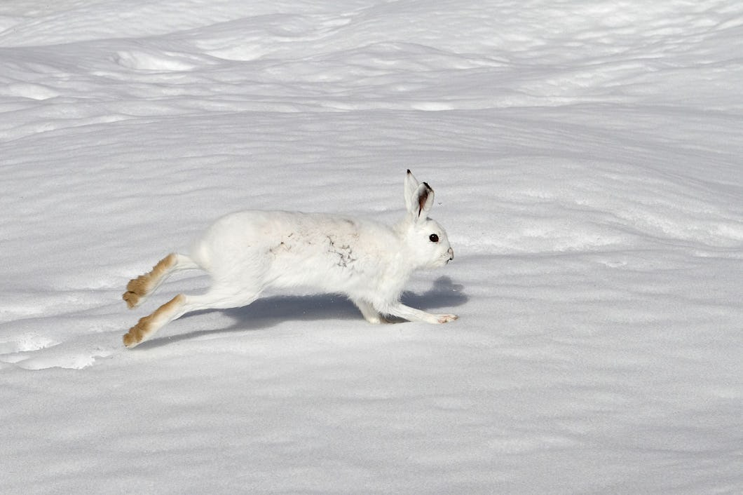 En vit skogshare springer över ett snötäckt fält.