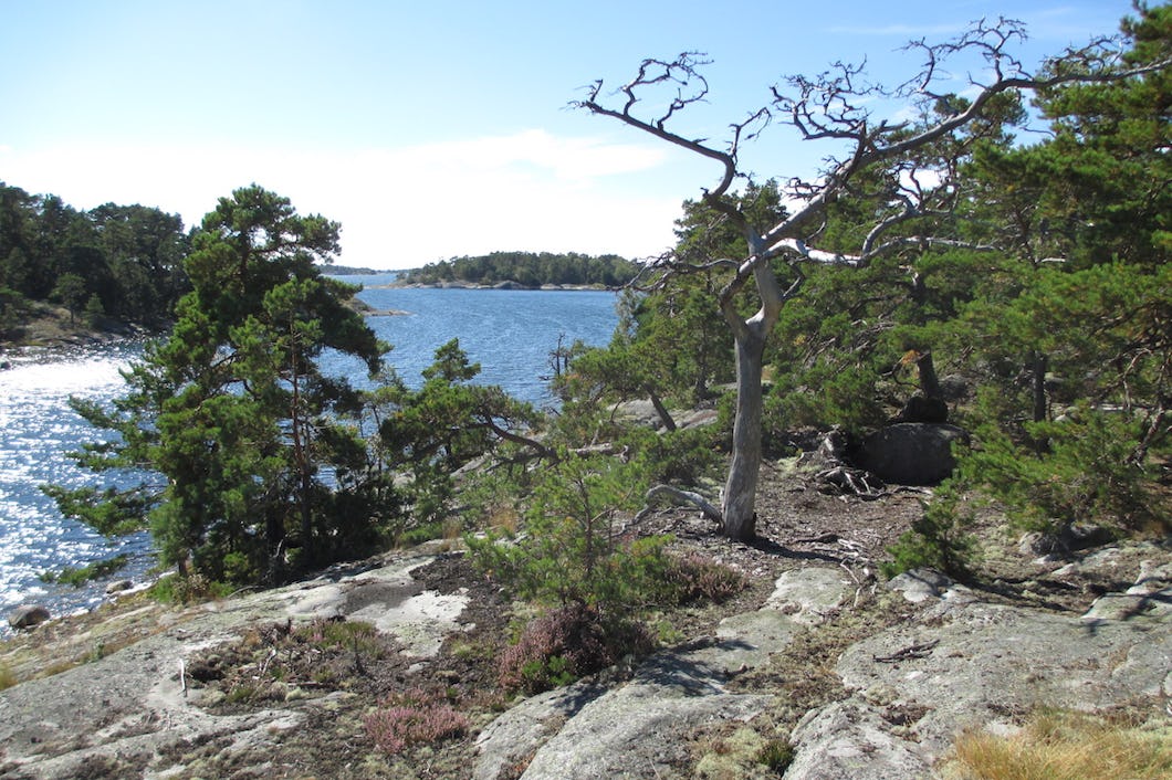 Ett kalt träd på en stenig strand vid Nämdö.