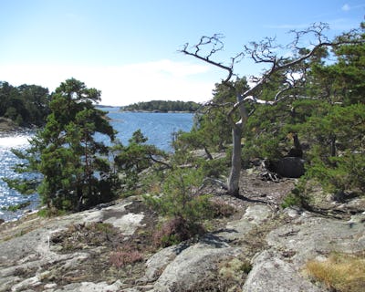 Ett kalt träd på en stenig strand vid Nämdö.