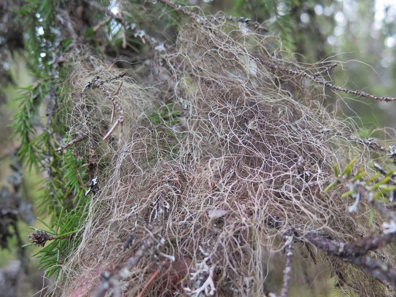 naturskyddsf-reningen-i-orsa-sm-rtgr-nsen-n-dd-skydda-g-llsj-bergets