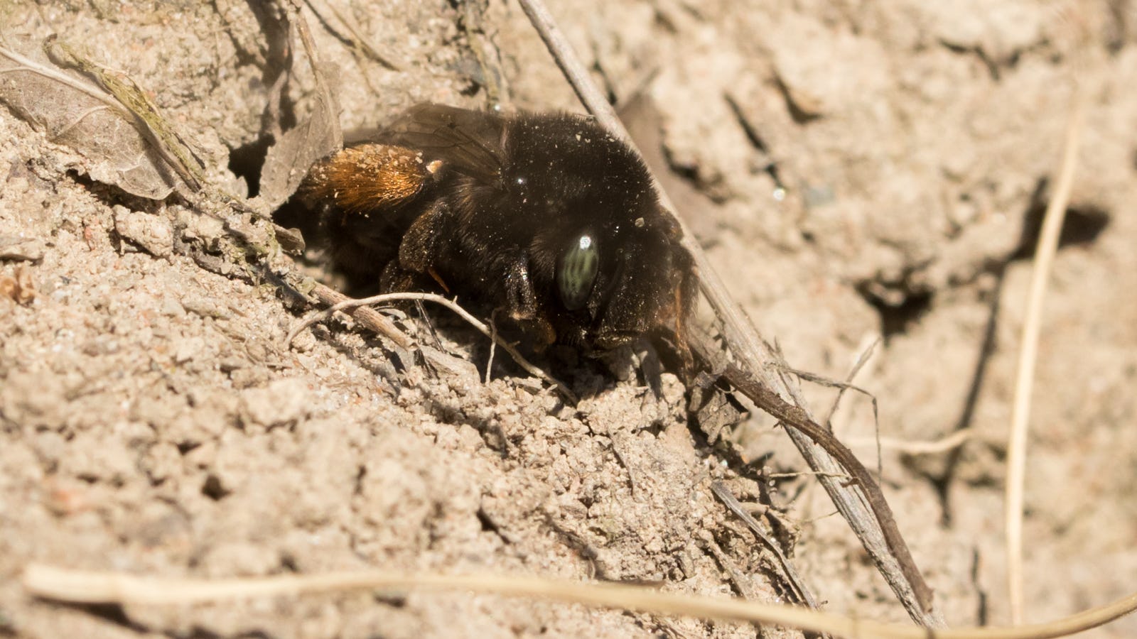 Parin va uning totia porno Ertak sehrgarlari jinsiy aloqada bolishadi.