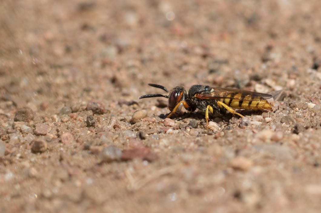 Yakut porno aktrisa Paypoqda busty qoshni bilan porno