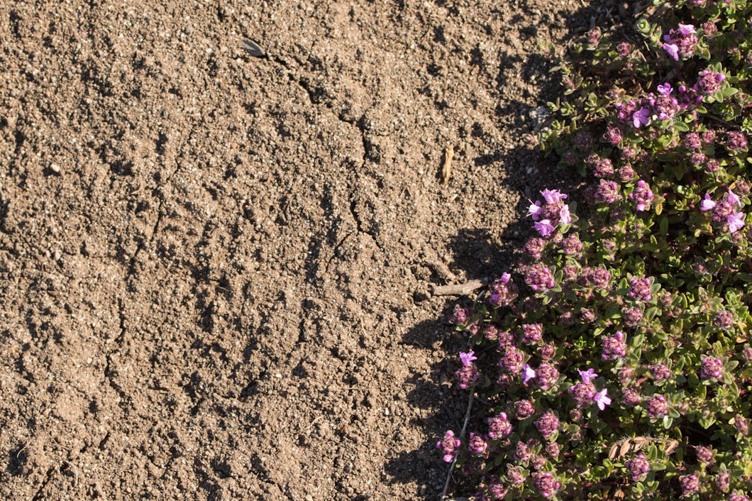 Lanet ichida mushuk va eshak Toydan keyin jinsiy aloqa pervi krof