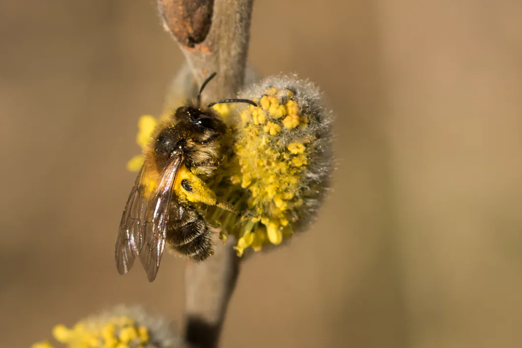 Vanliga bekämpningsmedel förbjuds i trädgårdar och parker – Natursidan