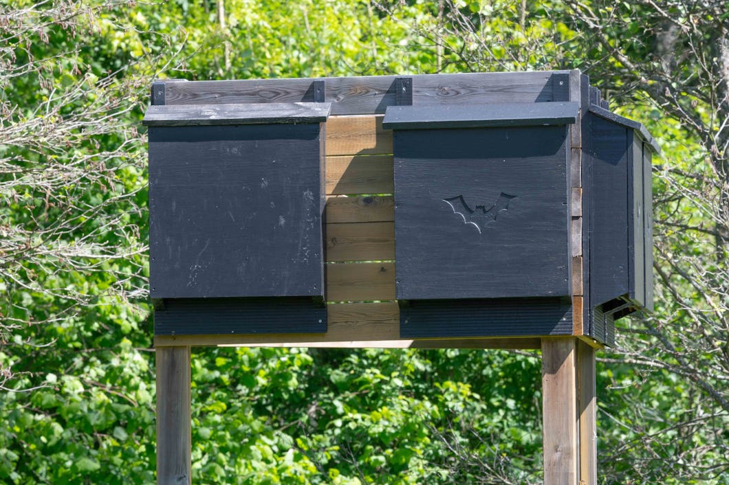 Att måla fladdermusholkar i mörka färger är inget problem i Skandinavien.