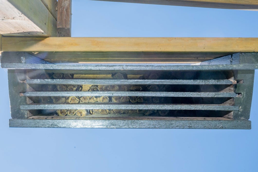 Lägg märke till att holkarna har flera "kammare" i rad. Det innebär att fladdermössen kan välja mellan olika delar av holken beroende på temperaturen.