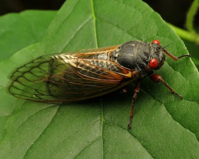 En cikada uppflugen på ett grönt blad med sina distinkta röda ögon och genomskinliga vingar synliga.