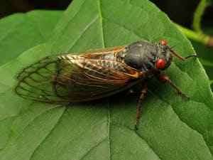 En cikada uppflugen på ett grönt blad med sina distinkta röda ögon och genomskinliga vingar synliga.