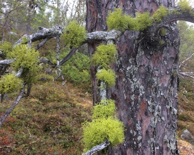 Grenar med varglav som sträcker sig från stammen på en tall i en skogsmiljö.