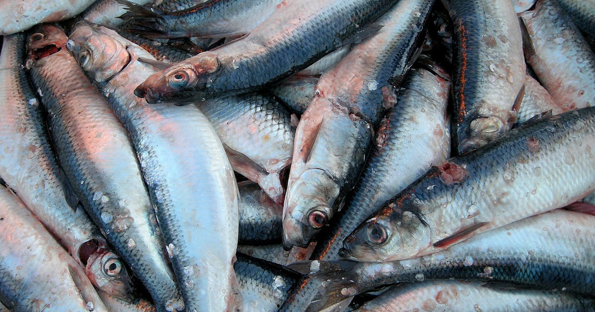Kritiserat sillfiske mister MSC-certifiering – Natursidan