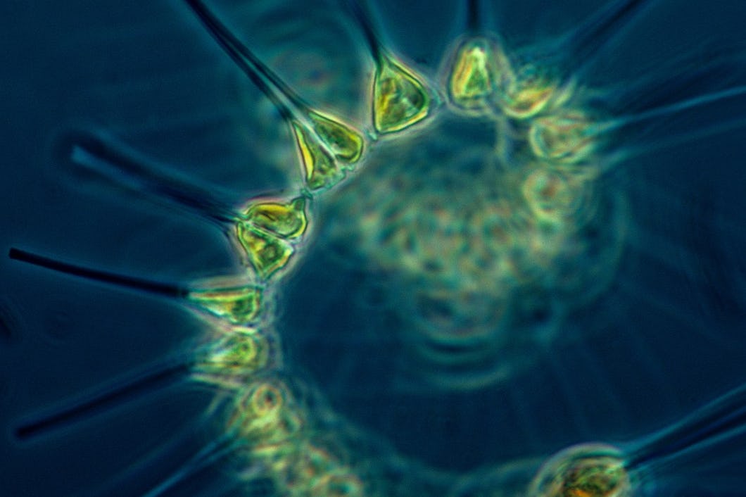 växtplankton