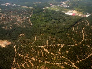 Palmoljeplantager i Malaysia