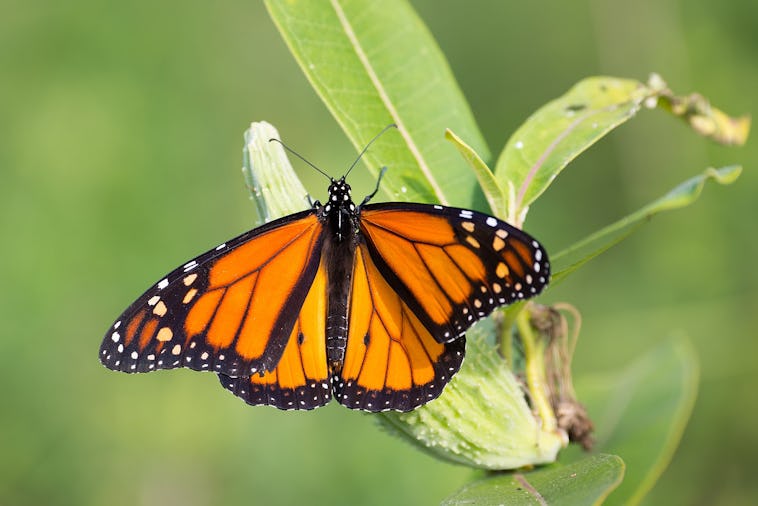 En monarkfjäril med orangea och svarta vingar sitter på ett grönt blad i en naturlig miljö utomhus.