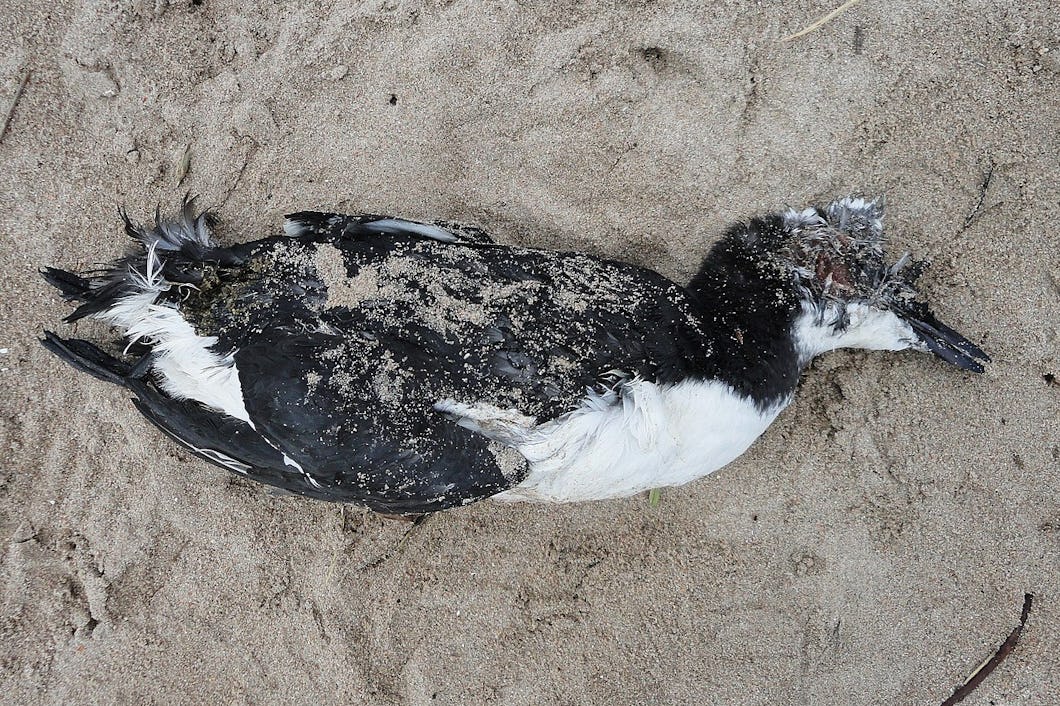 En död fågel som ligger i sanden.