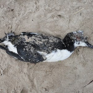 En död fågel som ligger i sanden.