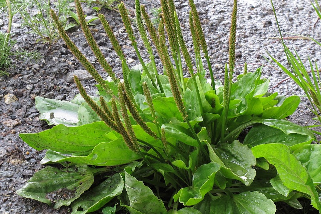 Men xotinimning eshagida keldim Ular mening mushukimdagi sharni portlatdilar