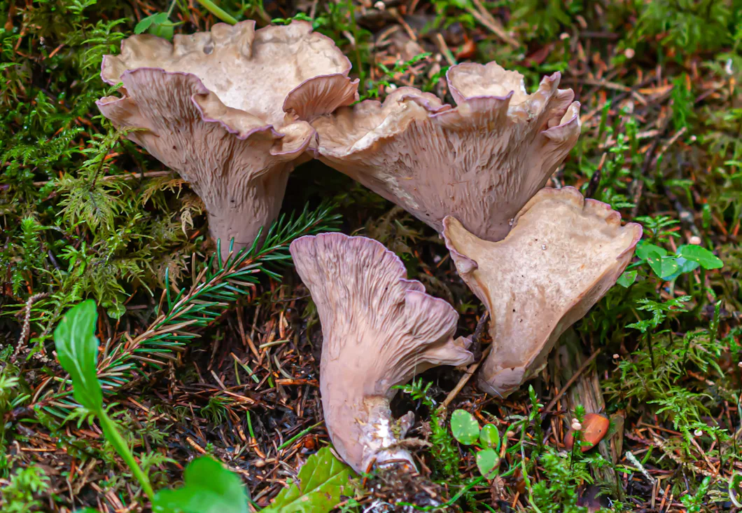 Lång kamp har fått kommun att ändra sig om artrik skog – Natursidan