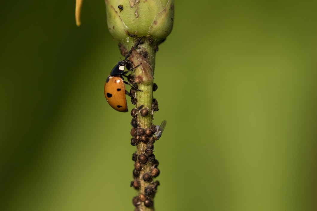 En nyckelpiga och mängder av bladlöss sitter på stjälken av en växt.